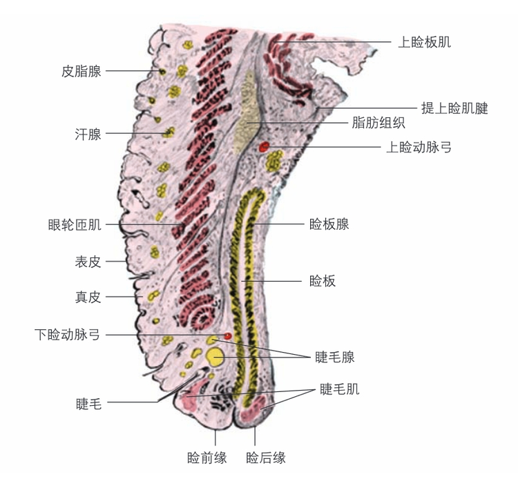 眼睑