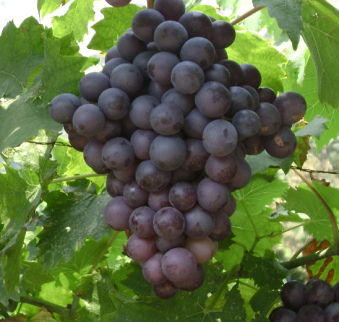 黑天鹅葡萄