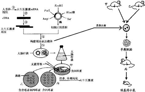 生长激素刺激试验