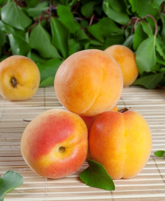 山杏多汁Hill juicy bright apricot