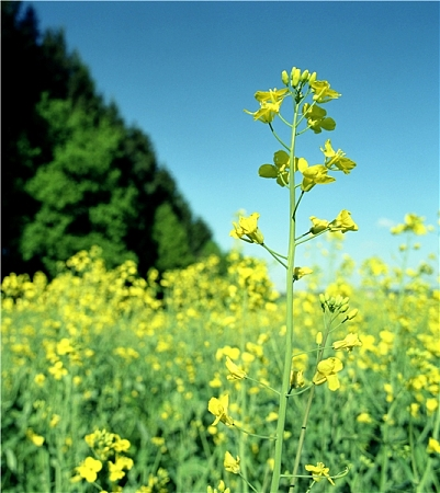 甘蓝型油菜
