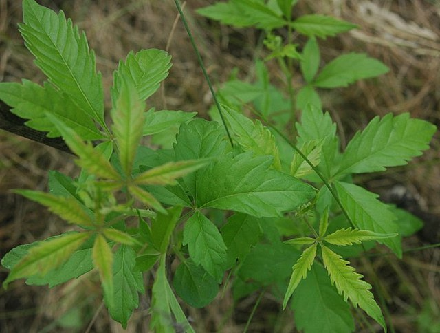 黄荆