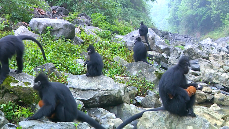 务川仡佬族苗族自治县