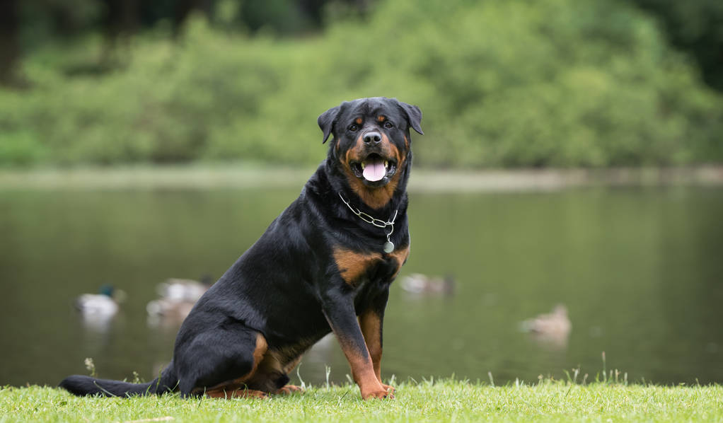 罗威纳犬