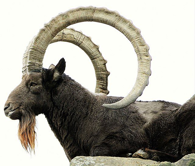 北山羊 (偶蹄目牛科哺乳动物)