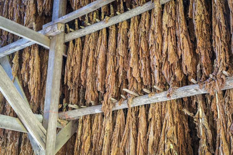 在棚子里晾晒烟叶Drying tobacco leaves in a shed.jpeg