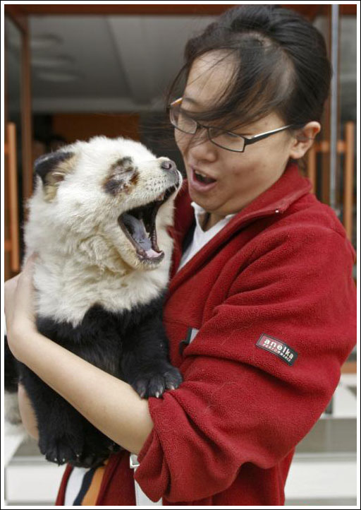 山寨熊猫
