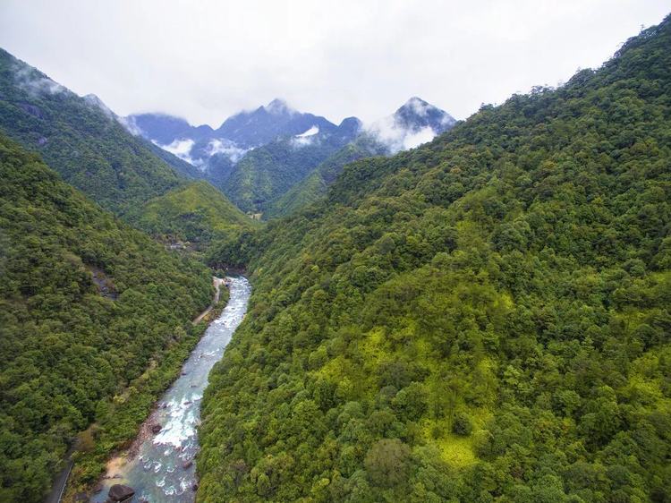福建武夷山国家级自然保护区.jpeg