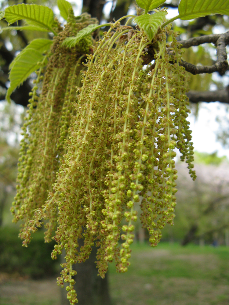 Quercus_acutissima12.jpeg