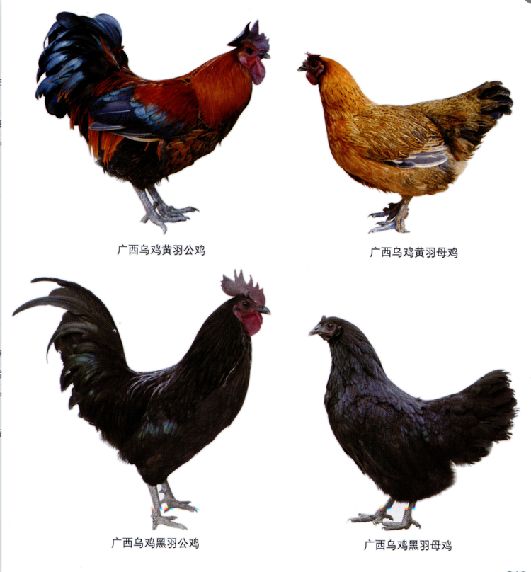 乌鸡
