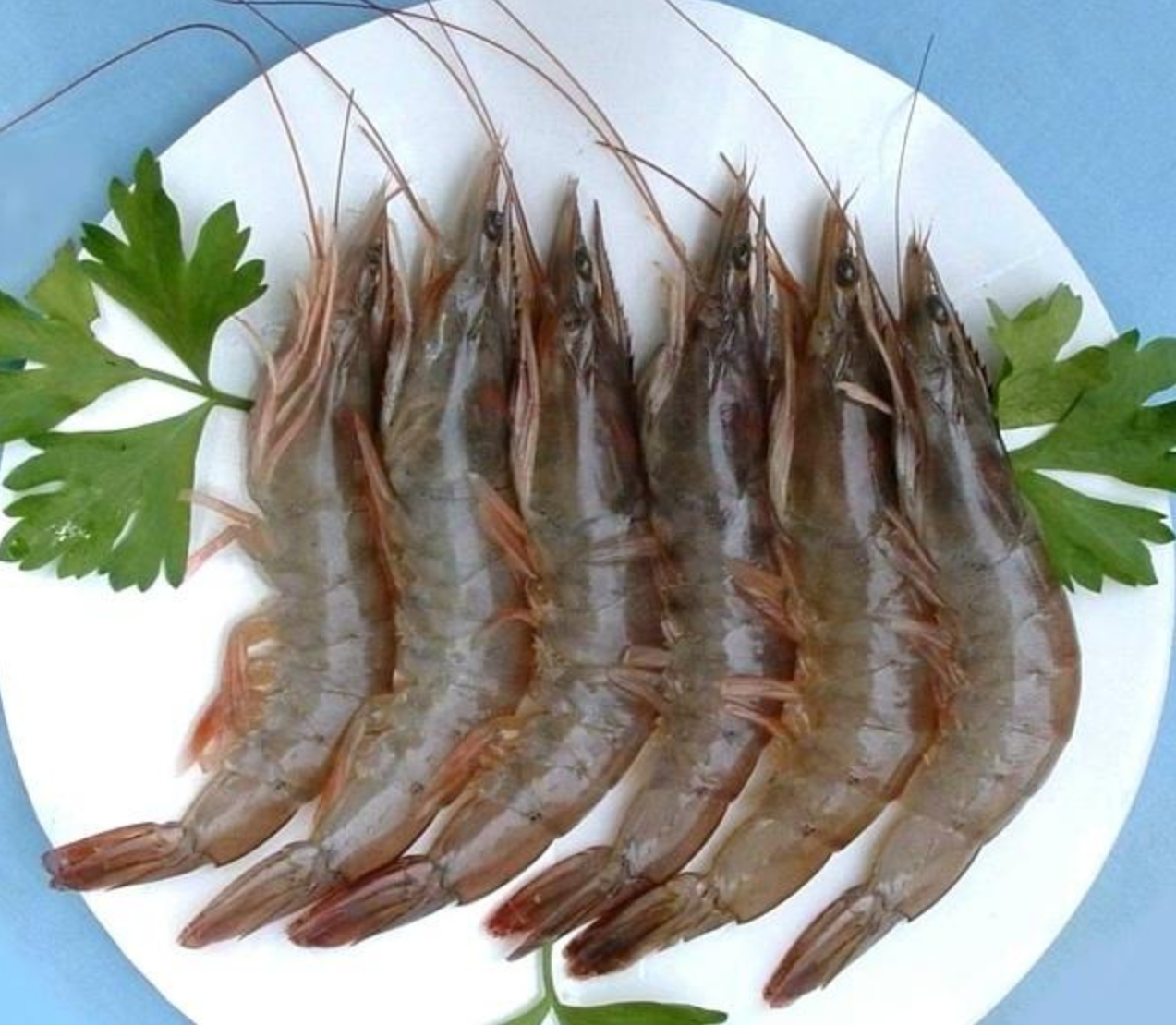 渤海对虾