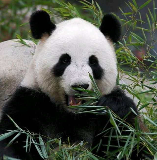 大熊猫(中国国家一级保护动物,食肉目熊科哺乳动物)_百科资料_新农商