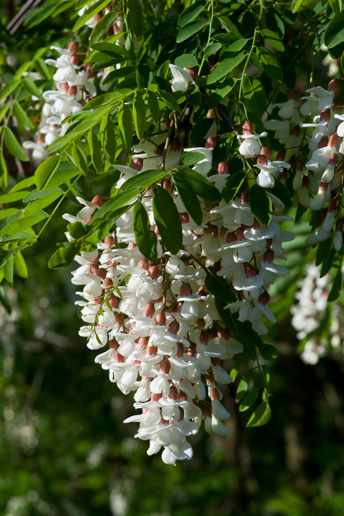 刺槐黑槐树白开花Robinia black locust tree white blossom.jpeg