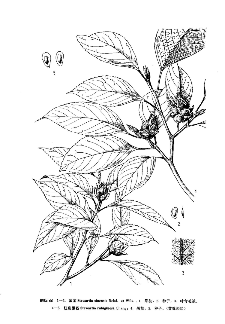 紫茎