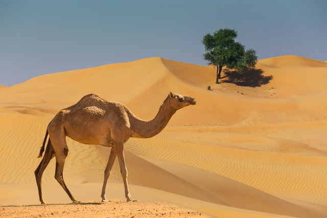 沙漠景观与骆驼Desert landscape with camel