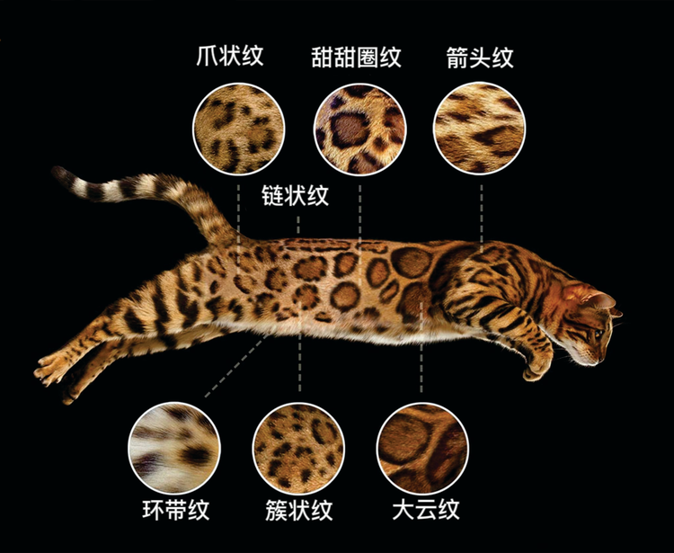 孟加拉豹猫
