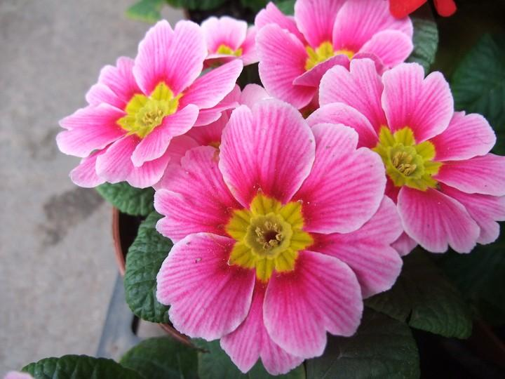 报春花科