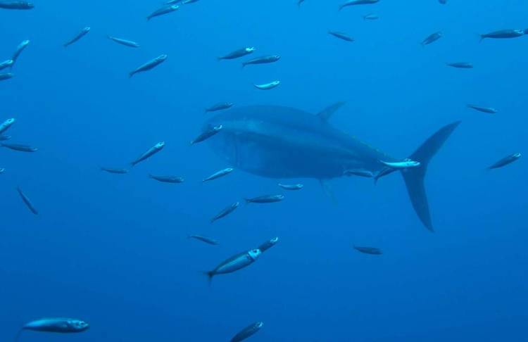 大西洋蓝鳍金枪鱼