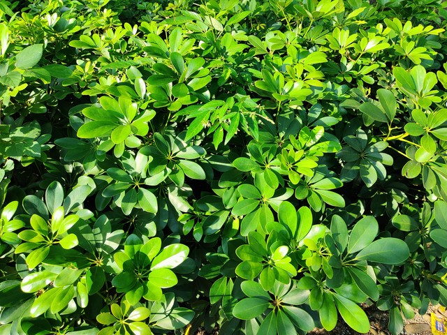 大梅沙海滨公园