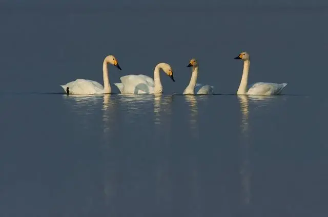 东西湖区