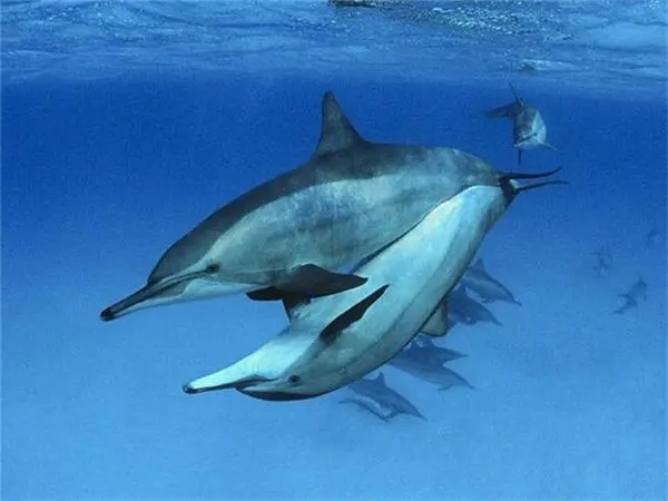 海豚