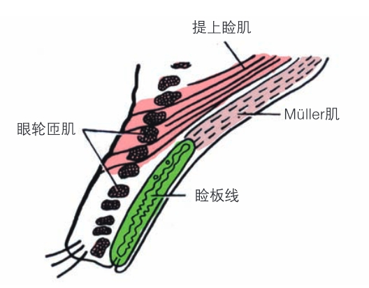 眼睑