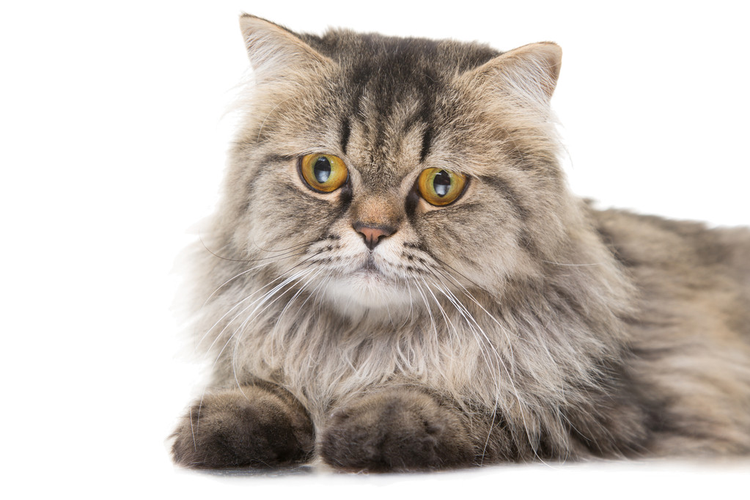 波斯猫