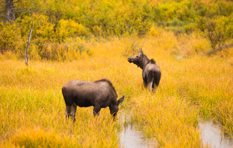 野生驼鹿对动物阿拉斯加沼泽转弯再次手臂Wild Moose Pair Animal Wildlife Marsh Alaska Turnagain Arm