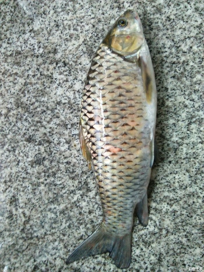 鲤鱼