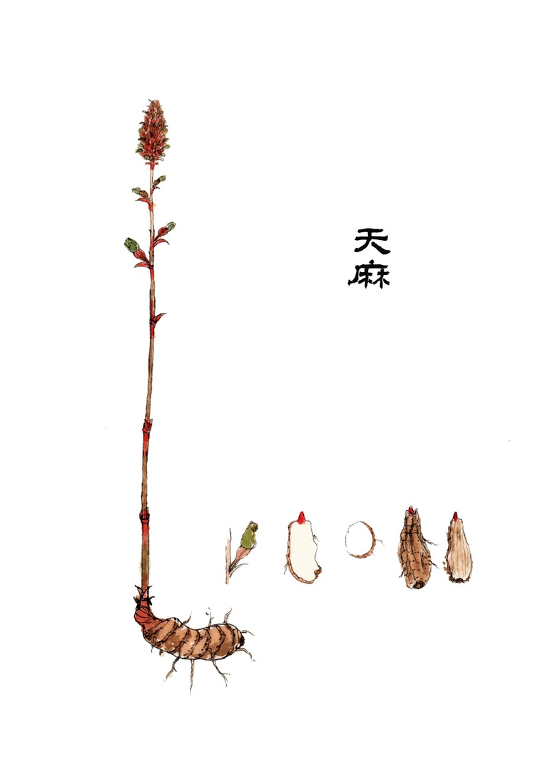 本草纲目手绘中草药植物插画天麻.jpeg