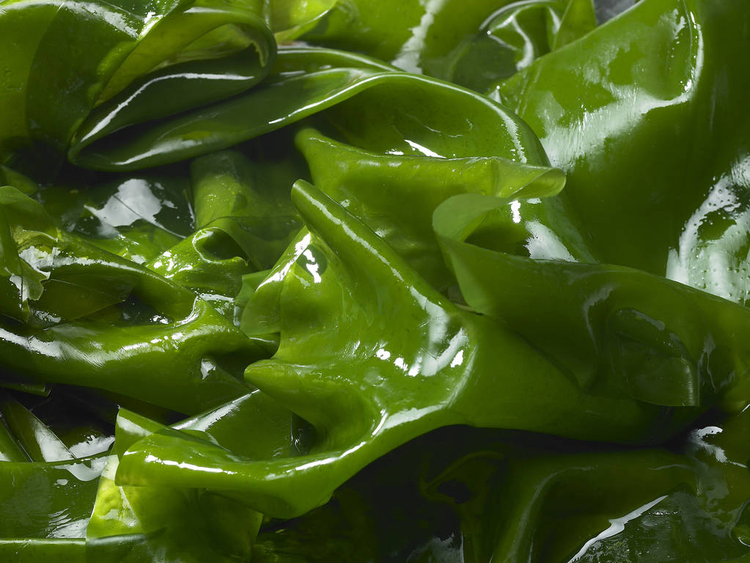 绿色湿润的叶子Green wet leaves