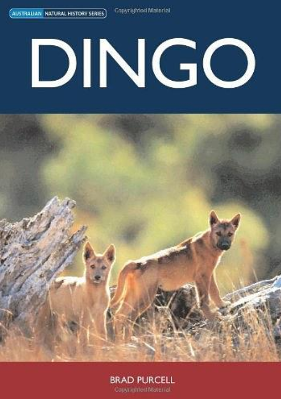 dingo
