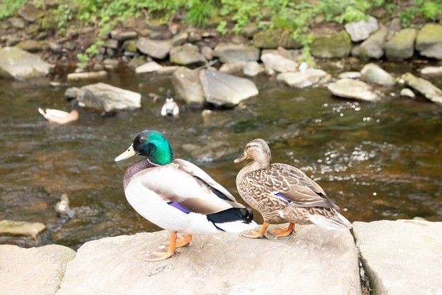 绿头鸭