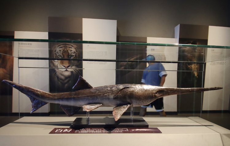 独家：“中国淡水鱼之王”长江白鲟被正式宣布灭绝 市民在宜昌市博物馆参观白鲟模型