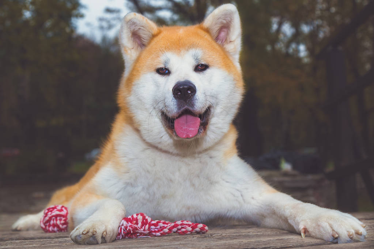 秋田犬