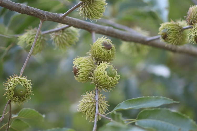 麻栎(壳斗科栎属植物)