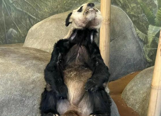大熊猫乐乐