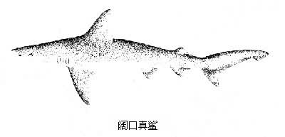 真鲨属