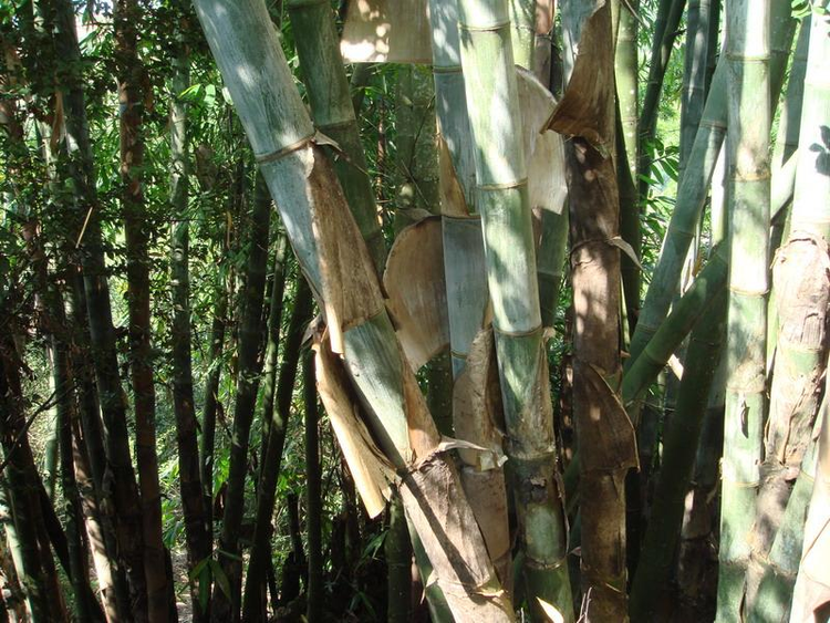石膏井村