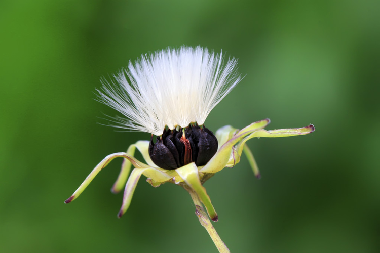 黄花菜种子ixeris chinensis seeds