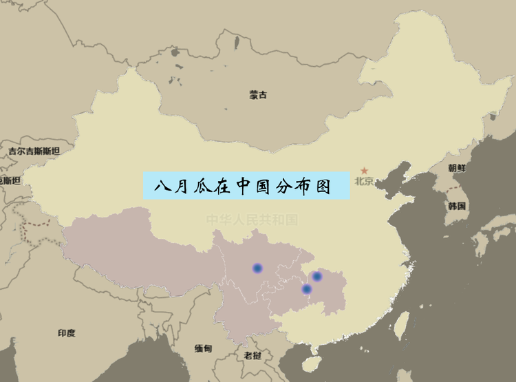 八月瓜