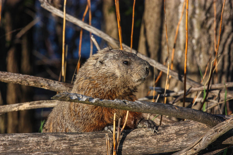 河狸在池塘里寻找食物beaver in a pond looking for food