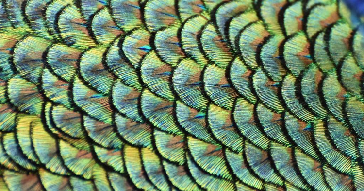 绿孔雀鳞片Green Peacock Scales