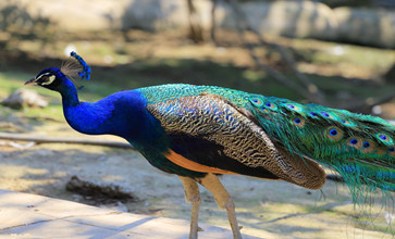 长沙生态动物园