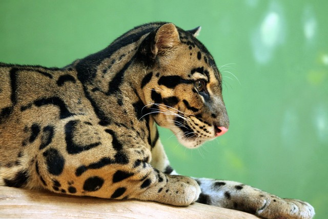 云豹Clouded leopard (Neofelis nebulosa)