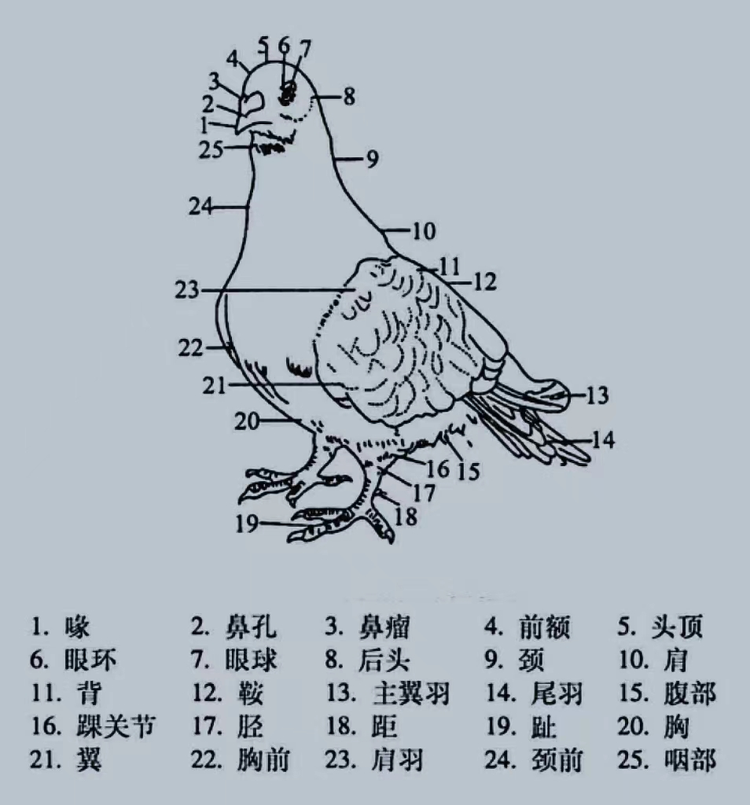 肉鸽