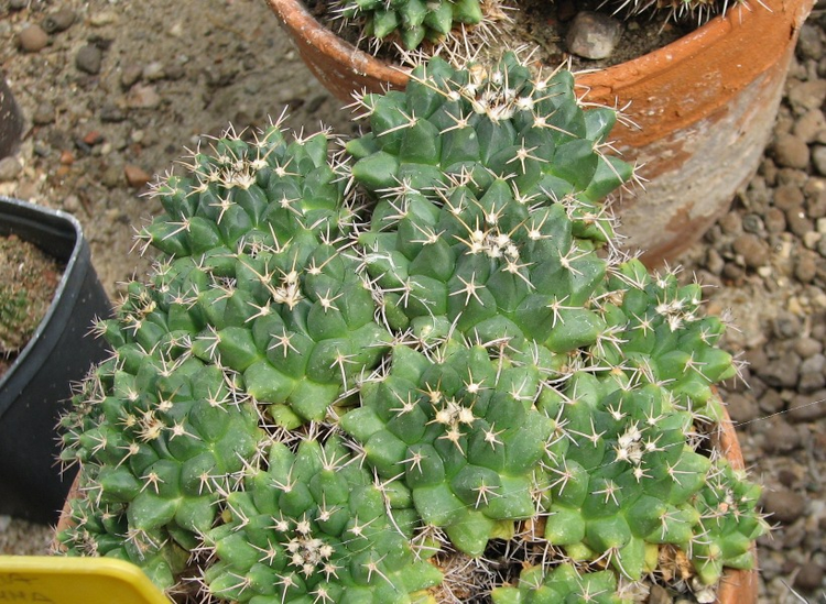 Mammillaria_magnimamma_02.jpg