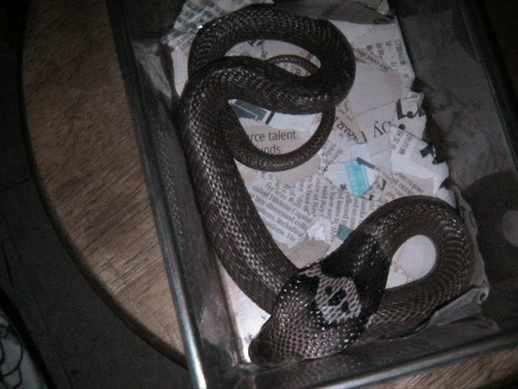 亚洲眼镜蛇