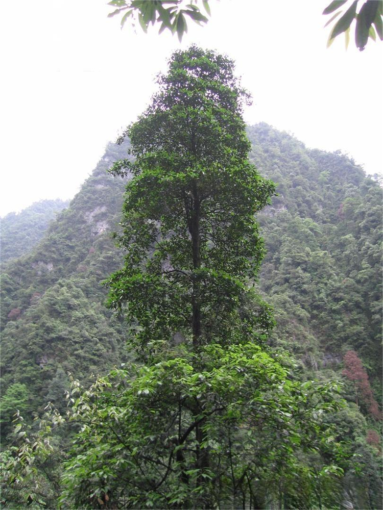 峨眉拟单性木兰