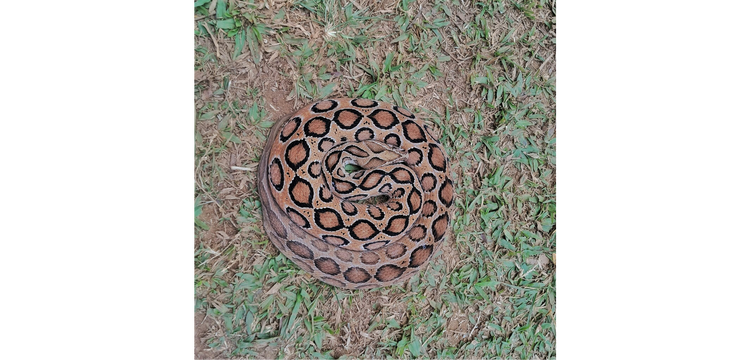 圆斑蝰